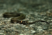 Užovka obojková (Natrix natrix). U Bartošovic v Orlických horách