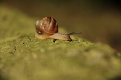 Hlemýžď zahradní (Helix pomatia). Ralsko