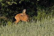 Srnec obecný (Capreolus capreolus). Táborsko