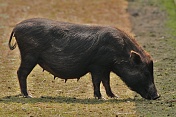 Prase domácí - vietnamské (Sus scrofa domesticus. ZOO Tábor