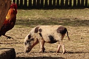 Prase domácí  - göttingenské miniprase (Sus scrofa domestica - goettingen miniature). ZOO Tábor