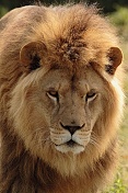 Lev pustinný (Panthera leo). ZOO Tábor
