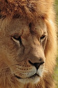 Lev pustinný (Panthera leo). ZOO Tábor