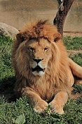 Lev pustinný (Panthera leo). ZOO Tábor