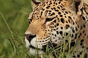 Jaguár americký (Panthera onca). ZOO Tábor
