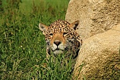 Jaguár americký (Panthera onca). ZOO Tábor