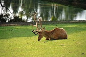 Jelen evropský (Cervus elaphus). ZOO Tábor