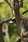 Mýval severní (Procyon lotor). ZOO Tábor