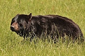 Medvěd baribal (Ursus americanus). ZOO Tábor
