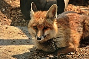 Liška obecná (Vulpes vulpes). ZOO Tábor