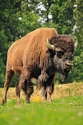 Bizon americký (Bison bison). ZOO Tábor