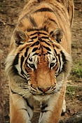 Tygr ussurijský (Panthera tigris altaica). ZOO Tábor