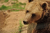 Medvěd hnědý – brtník (Ursus arctos arctos). ZOO Tábor
