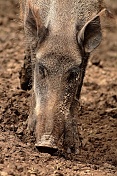 Prase divoké (Sus scrofa). Obora Žleby